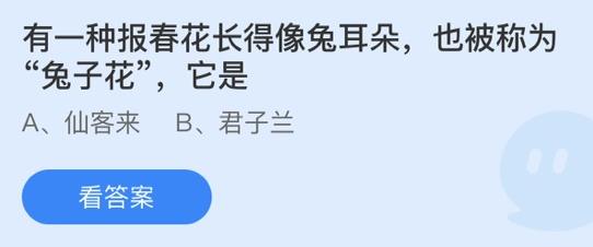 有一种报春花长得像兔耳朵，也被称为兔子花，它是